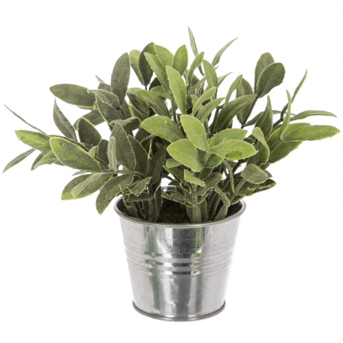 Plant in tinnenpot 17cm