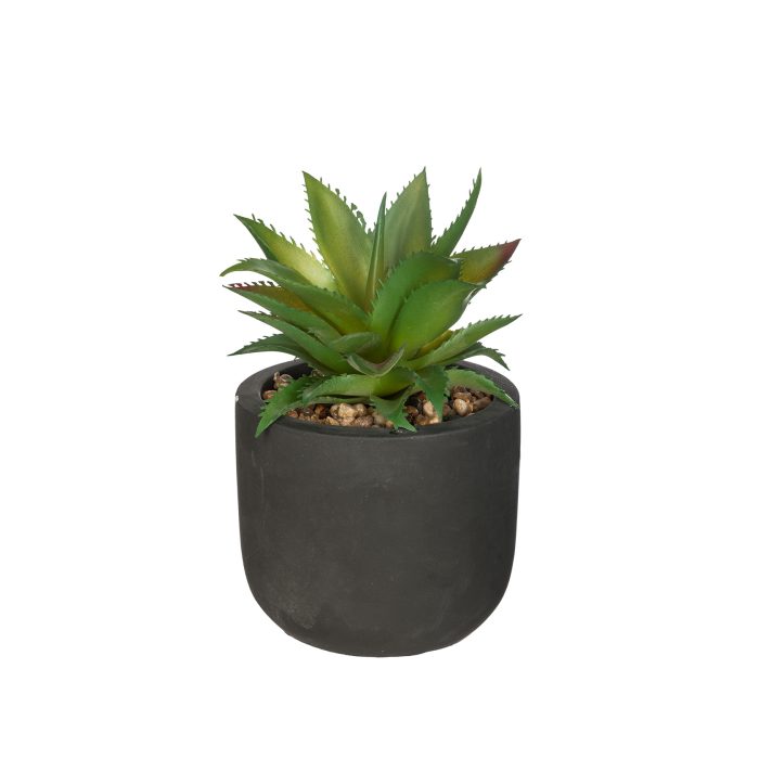 Plant in ZWARTE POT 20cm