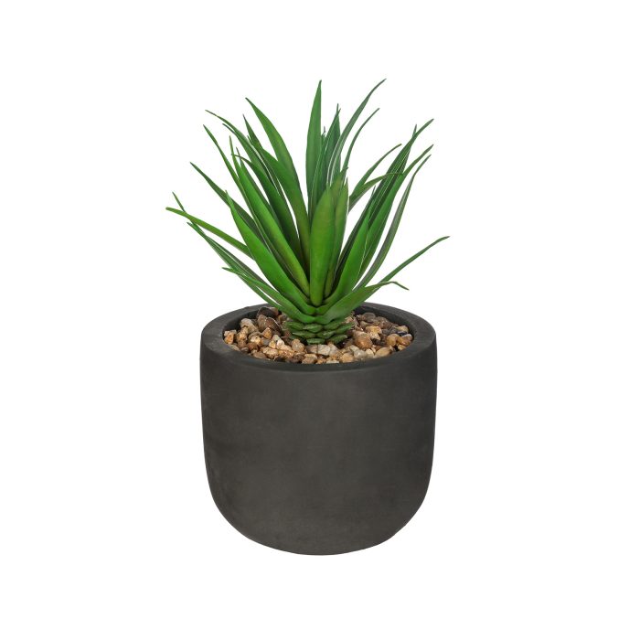 Plant in ZWARTE POT 20cm